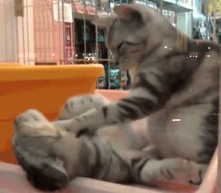 Cats Play GIF , Cats Play Playing , Discover \u0026 Share GIFs